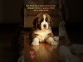 Baby St. Bernard: The First 30 Days of Pure Fluff! 🍼