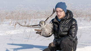 Ястребиная сова ест с рук / hand-feeding wild northern hawk-owl