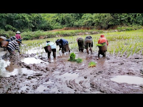 เมื่อดำนา​เสร็จ​ ความรู้สึก​น้องดาเป็นยังไง?  ດຳນາແລ້ວຮູ້ສຶກດີໃຈແຮງ