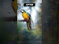 Kya Se Kya ho geya 📸#photography #wallpaper #birds
