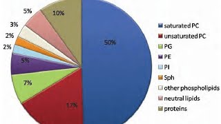 Composition of Surfactant for lungs; mixture of lipids and proteins secreted by type II alveolar cel