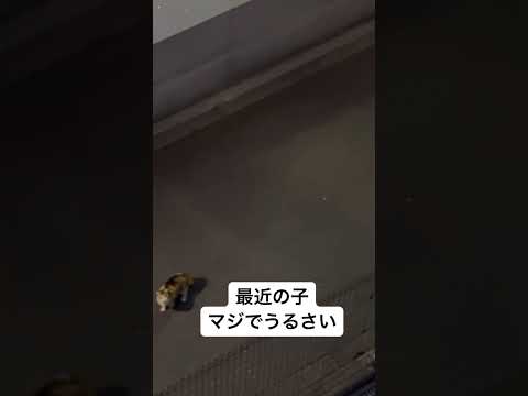 最近の子 マジでうるさい