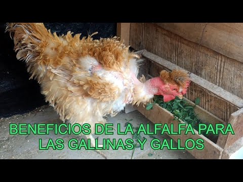 Video: ¿Los pollos comen alfalfa?