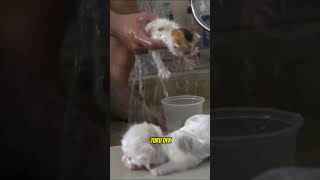 ANAK KUCING MANDI PERTAMA KALI #shorts