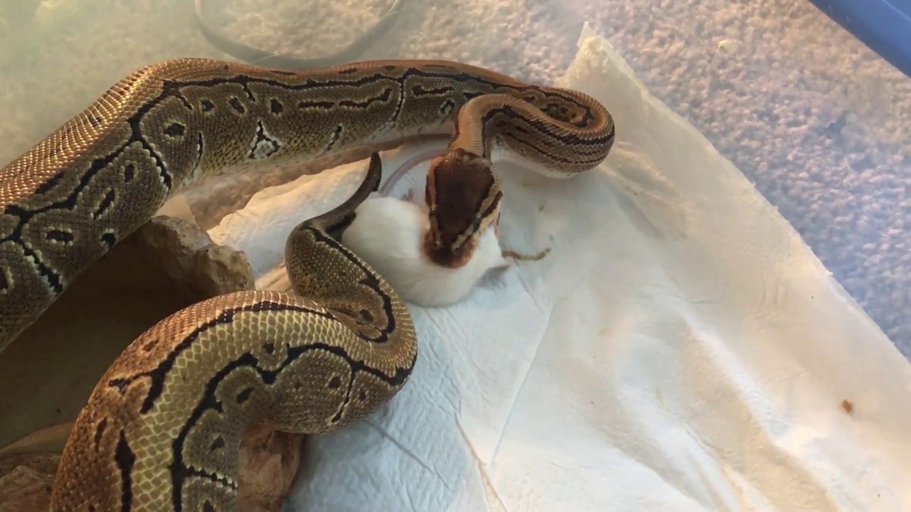 Ball python eats live mouse - YouTube