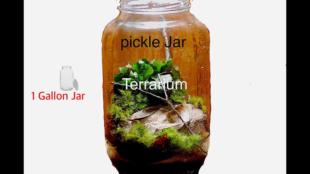 Large Pickle Jar Terrarium YouTube