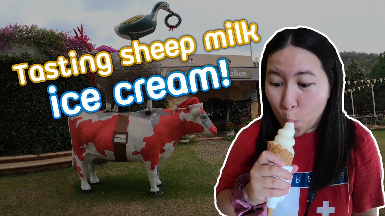 SHEEP MILK Ice Cream at Scenery Vintage Farm Ratchaburi Thailand