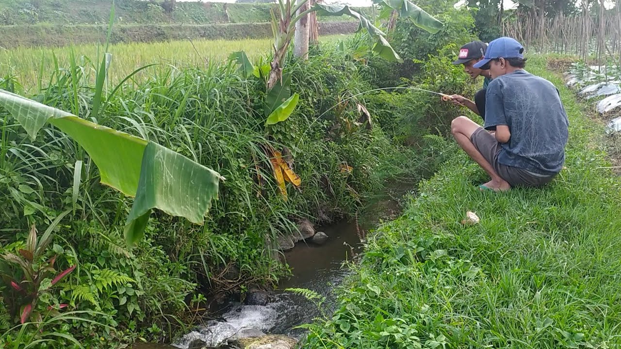 Mancing di sini Panen uceng bos ku ,micro fishing  | Mancing santui #20