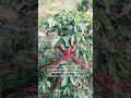plantilla de cafe bien madura #cafe #agricultura #sabiadocampo #plantas #campomexicano #naturaleza