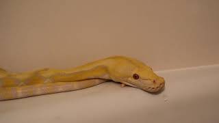 Lavender Tiger Reticulated Python (Eye Of The Dragon)