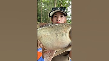 Hồ Đá Bàn lên cá mè hoa #vyhanfishing #caucavatrainghiem #caucathiennhien #cauca #fishing