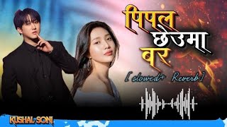 Pipal cheuma bar🌷💝 (पिपल छेउमा बर) [Slowed Reverb] @KUSHALSONI-t5m 