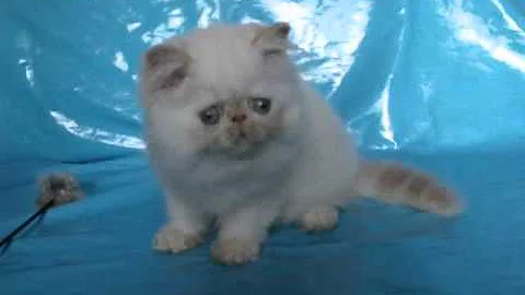 Watch the video about Persian himalayan kitten BLUELAKES Sparky cream point