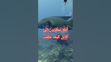 أَفَلَا يَنظُرُونَ إِلَى ٱلۡإِبِلِ كَيۡفَ خُلِقَتۡ ما تيسر من سورة الغاشية #allah #اكسبلور #تيك_توك