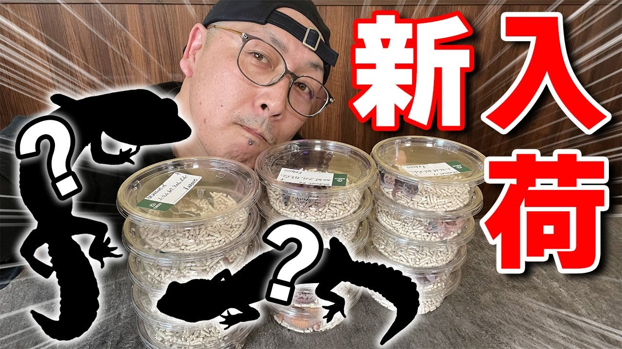 新入荷のニシアフを一挙紹介！【DREXX｜ニシアフリカトカゲモドキ