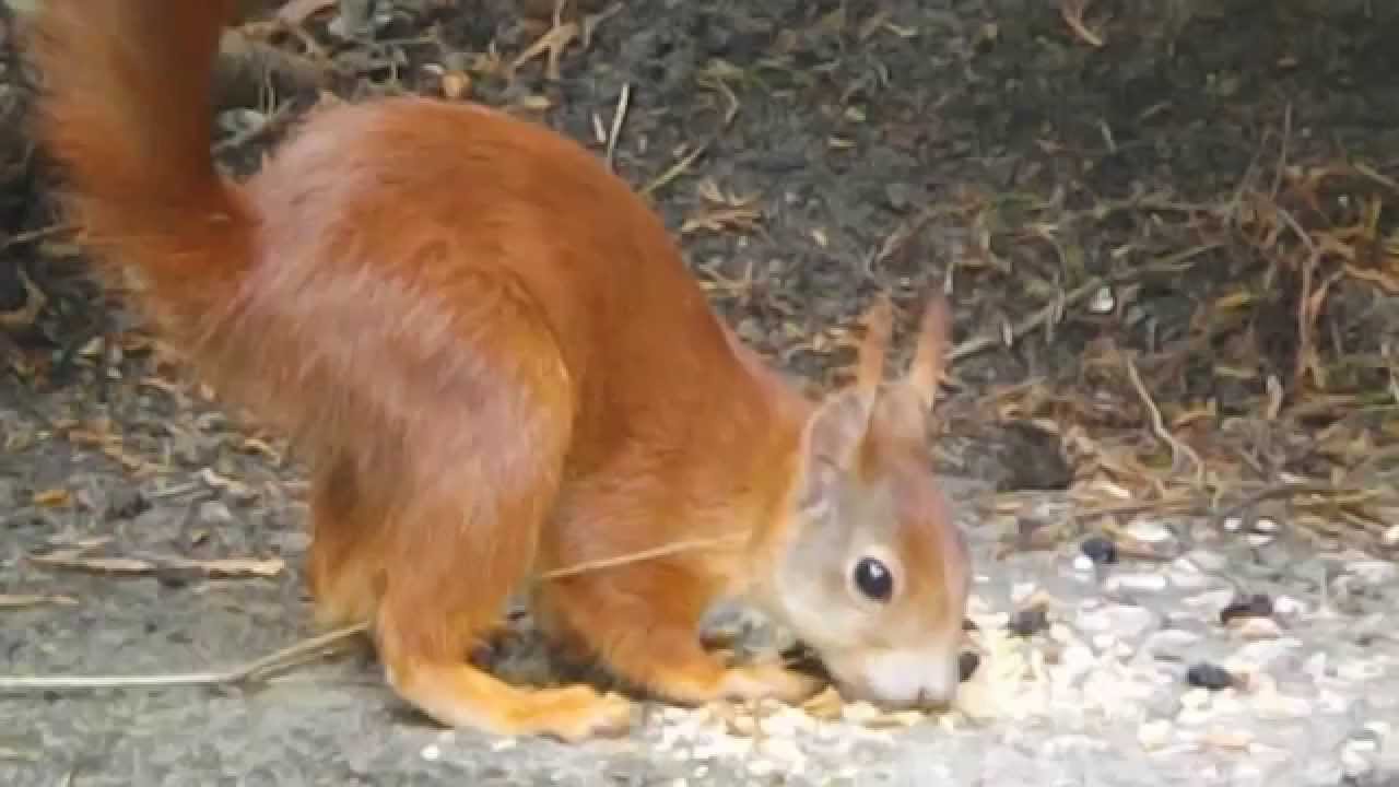 thin squirrel - YouTube