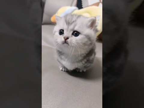 Cute baby kitten meow ❤️ #shorts