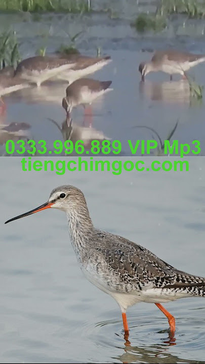Choắt Chân Đỏ 2025 | 0333996889 | Tieng chim goc 171