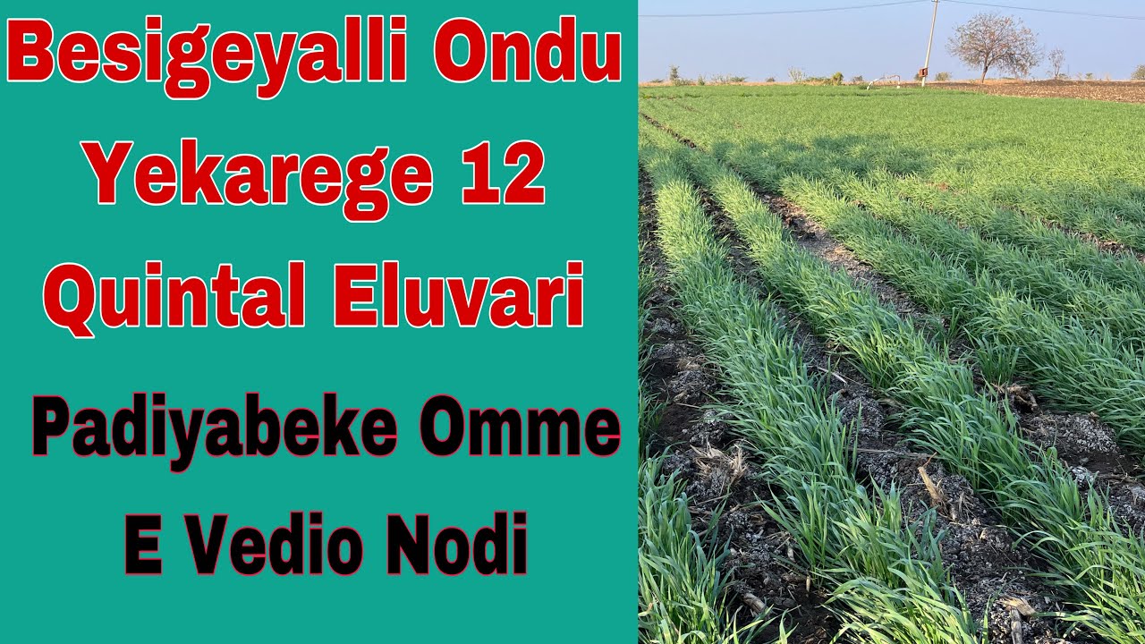 What Is 1 Quintal Wheat What Is 1 Quintal Wheat