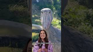 Ai Couldnt Dream Up These Creatures