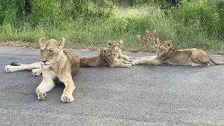 Lion Cubs In The Road Kruger National Park