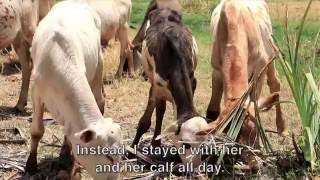 Gira Huka Gambe, Borana Community, Northern Kenya