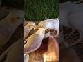 Adorable cockatiel parrot 🦜😍 #shorts #cockatiel #yellowcockatiel48
