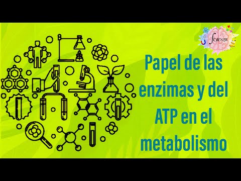 Video: ¿Cuál es el papel de las enzimas en las reacciones?