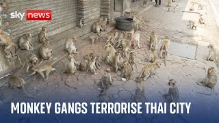 The Thai tourist town with a monkey gang problem