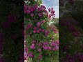 薔薇