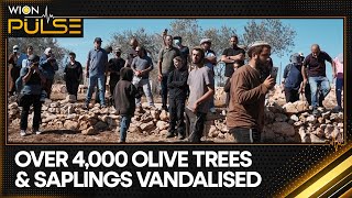 UN: IDF, Israeli Settlers Targeting Palestinian Olive Harvesters | WION Pulse