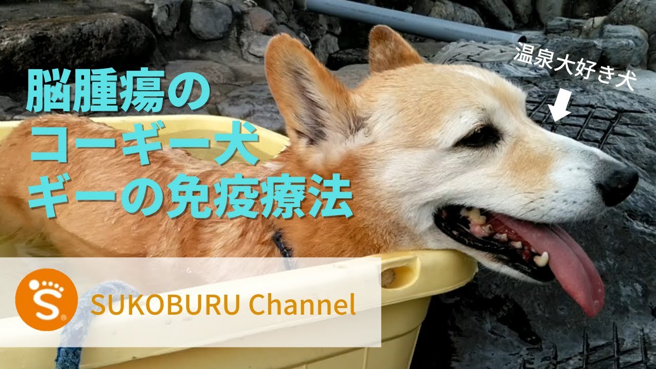 脳腫瘍のコーギー犬 ギーの免疫療法 すこぶるグループ トータルヘルスケア