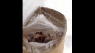 Wax On, Wax Off