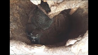 Broken Tree Den Raccoon Saloon