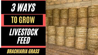 Best Way To Grow Semanhyia Grass For Livestock