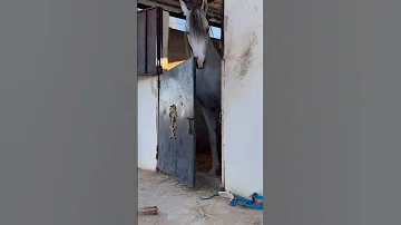 حصان ذكي 