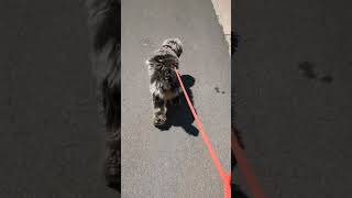 Theo: Learning Confidence Outside! #dogtraining #desensitization #puppytraining #puppy #dogshorts
