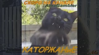 ❤Самый крутой кот ! LIKE A BOSS❤ ❤Самый крутой кот ! LIKE A BOSS❤