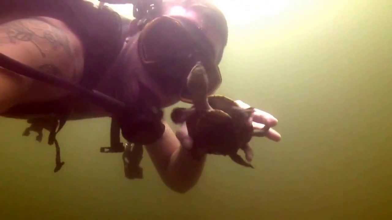 dive in the Mulgrave river