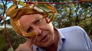Life of Insects | Attenborough: Life in the Undergrowth | BBC Earth