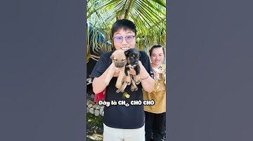 Đây Là Meo Meo Meo