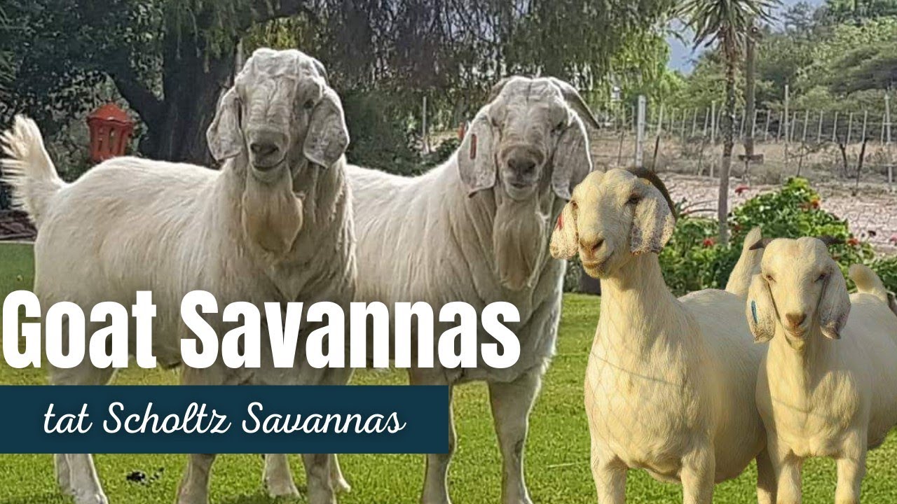 Savannas Goats