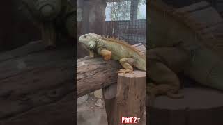 #chameleon#winter#season#fact#suscribe#like#comment#huge#chameleon