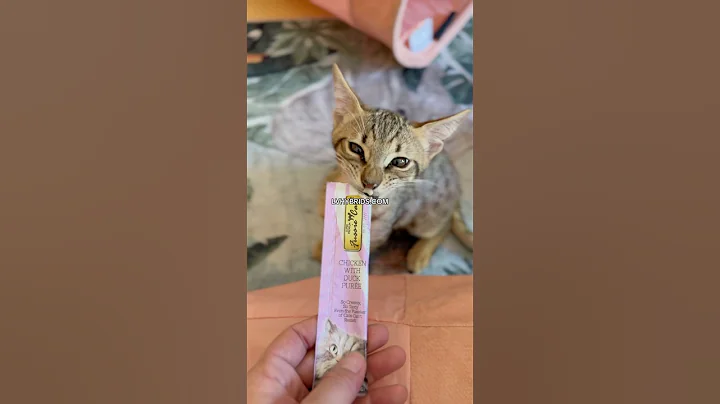 Watch the video about F5 Savannah Kittens Looking For Their Parents 😻🫶 #savannahcats