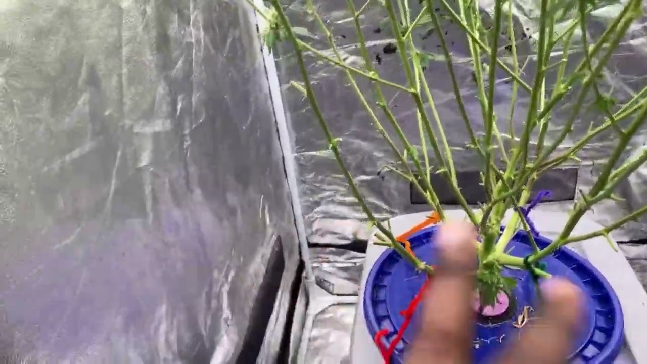 Breeder Battle Eps10 Apple Runtz Speedrun