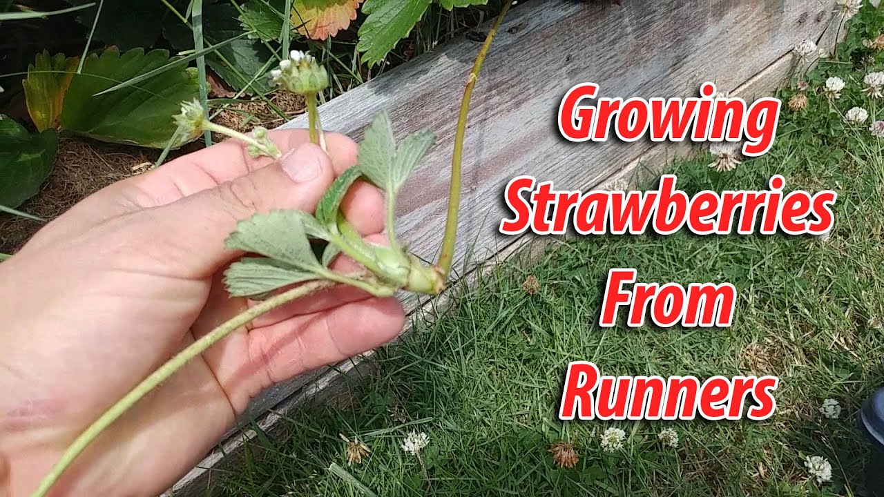 How to grow strawberries: from seed or runners