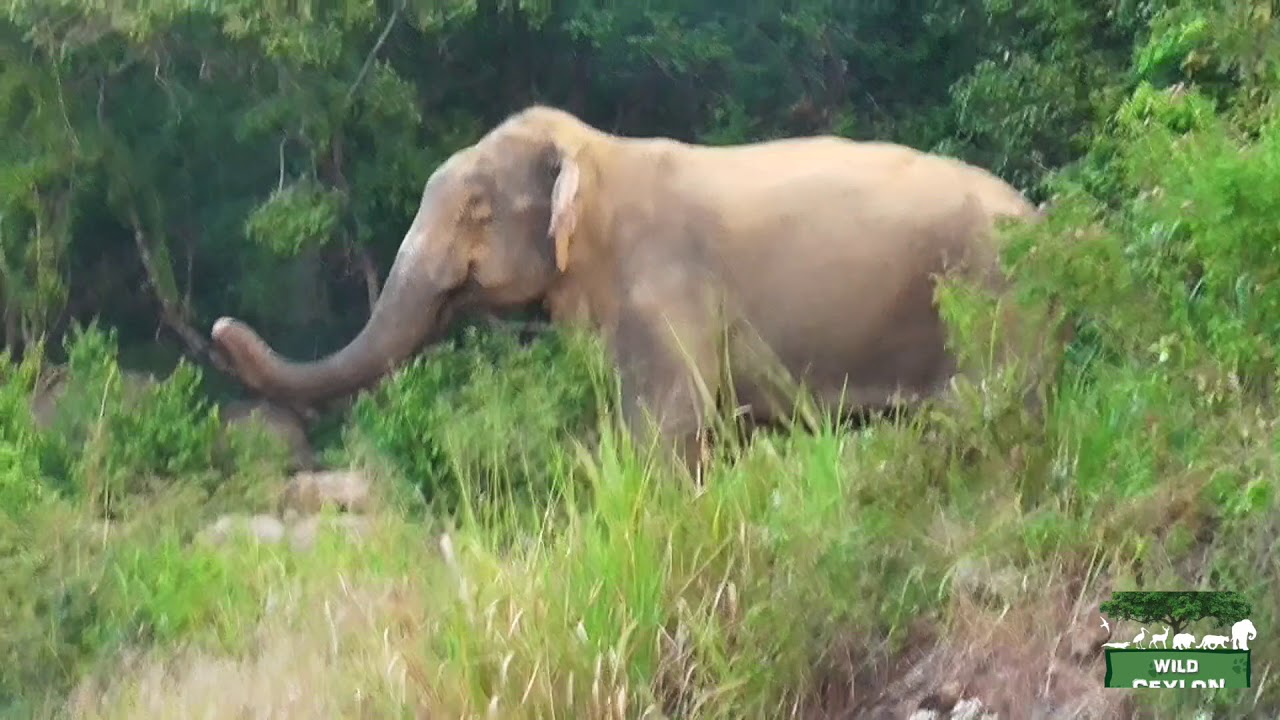 Elephant Mock Charge Maduru Oya National park YouTube