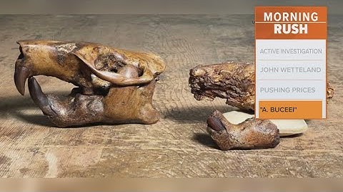 Ancient beaver fossils rediscovered, named after Buc-ee