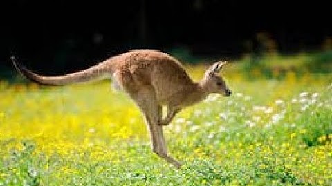 Chuột Túi – Những Người Mẹ Mạnh Mẽ Của Vùng Đất Australia