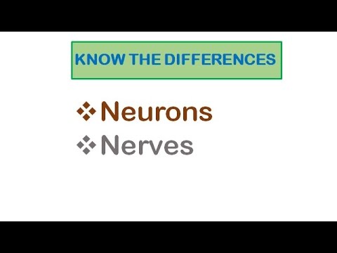 Video: Rozdíl Mezi Nervem A Neuronem
